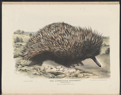 Mammals of Australia (Krefft) Nla.obj-33627803-15 The Australian Hedgehog af Harriet Morgan