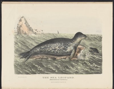 Mammals of Australia (Krefft) Nla.obj-33627803-5 The Sea Leopard af Harriet Morgan