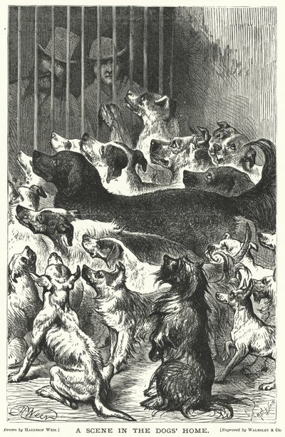 En scene i hundehjemmet af Harrison William Weir