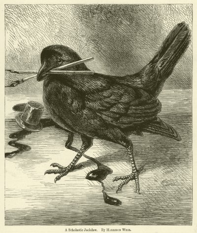 En skolastisk jackdaw af Harrison William Weir