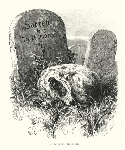 En trofast sørgende (gravering) af Harrison William Weir