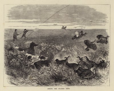 Blandt præriehøns af Harrison William Weir