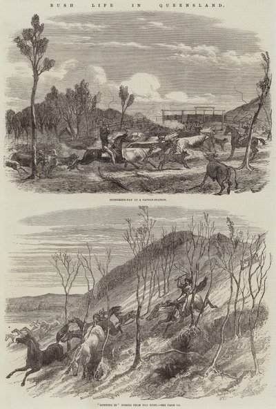 Bush-liv i Queensland af Harrison William Weir