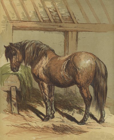 Charlie, hesten af Harrison William Weir