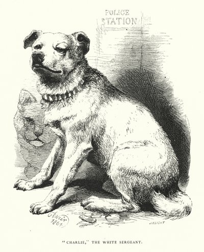 "Charlie," den hvide sergent (gravering) af Harrison William Weir