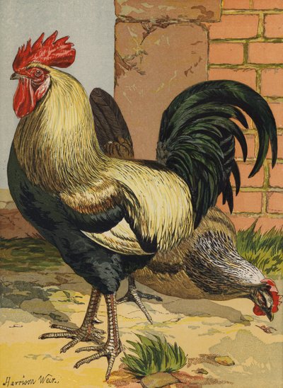 Farvede Dorkings (chromolitho) af Harrison William Weir