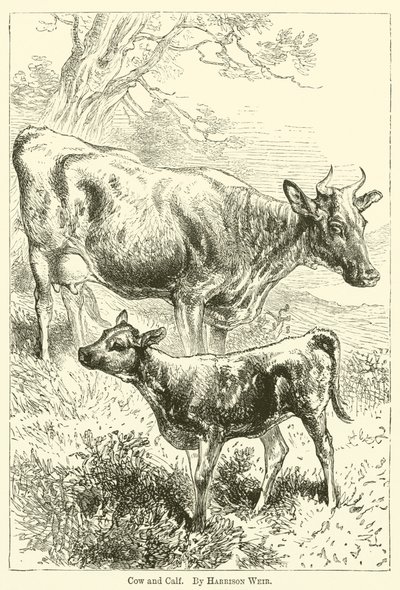 Ko og kalv af Harrison William Weir