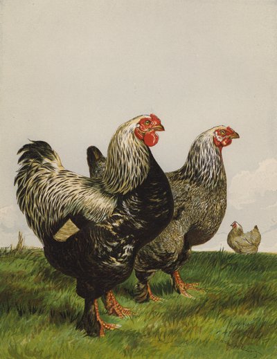 Mørke Brahmas (chromolitho) af Harrison William Weir