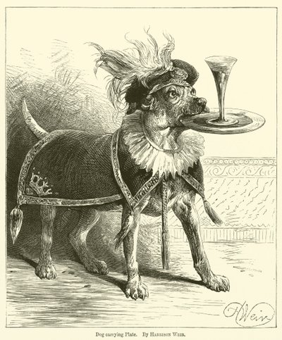 Hund, der bærer plade af Harrison William Weir