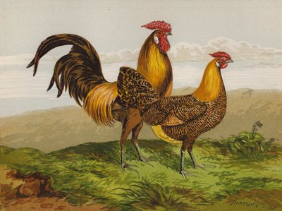 Hamborg med guldblyant (chromolitho) af Harrison William Weir