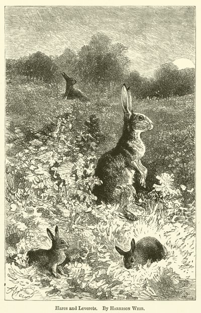 Harer og levereter af Harrison William Weir