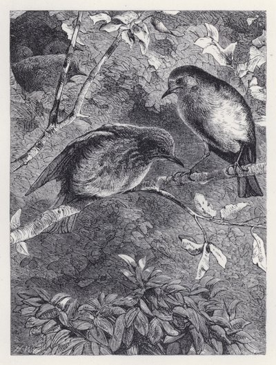 Lær at flyve (gravering) af Harrison William Weir