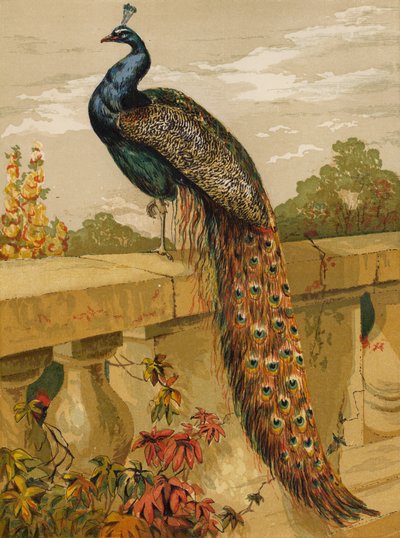 Påfugl (chromolitho) af Harrison William Weir