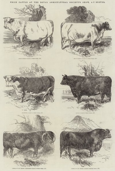 Præmiekvæg ved Royal Agricultural Society