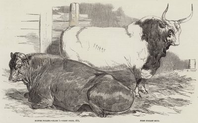 Præmiekvæg ved Royal Agricultural Society