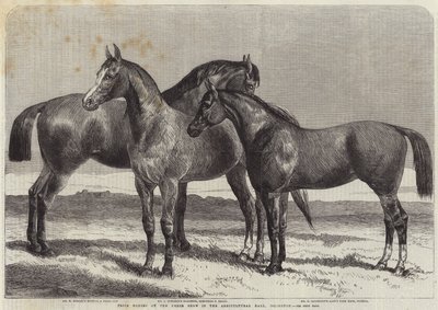 Præmieheste ved Horse Show i Agricultural Hall, Islington af Harrison William Weir