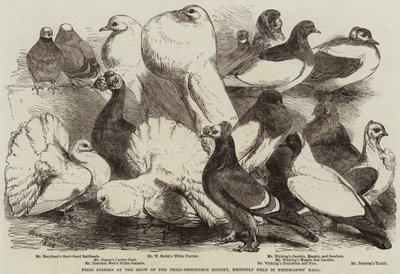 Præmieduer ved udstillingen af Philo-Peristeron Society, for nylig afholdt i frimurers sal af Harrison William Weir