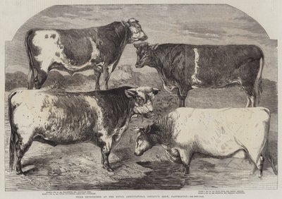 Præmie Shorthorns ved Royal Agricultural Society