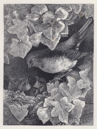 Robin undervist af sin far (gravering) af Harrison William Weir