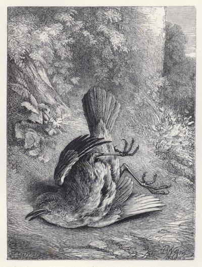 Robin bedøvet af sit fald (gravering) af Harrison William Weir