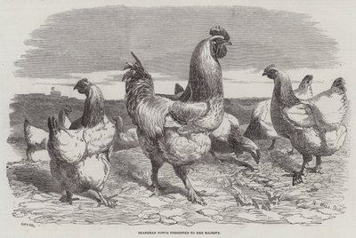 Shanghae Fowls præsenteret for Hendes Majestæt af Harrison William Weir