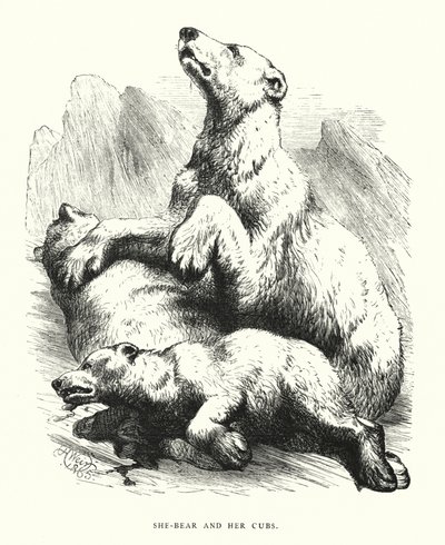 Hun-bjørn og hendes unger (gravering) af Harrison William Weir