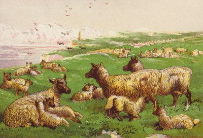 Får ved havets bred (farvelitografi) af Harrison William Weir