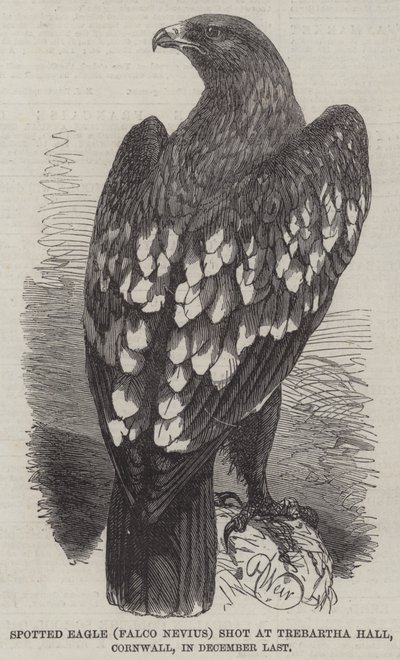 Spotted Eagle (Falco Nevius) skudt i Trebartha Hall, Cornwall, i december sidste år af Harrison William Weir