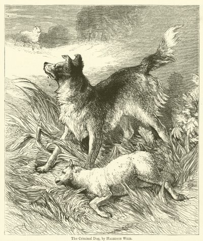 Den kriminelle hund af Harrison William Weir