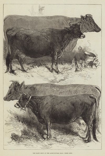 Mejeriudstillingen i landbrugsbygningen, præmiekøer af Harrison William Weir