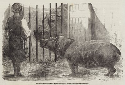 Den kvindelige flodhest, i Zoologisk Selskabs Have, Regent