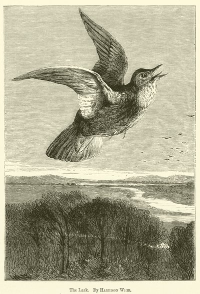 Lærken af Harrison William Weir
