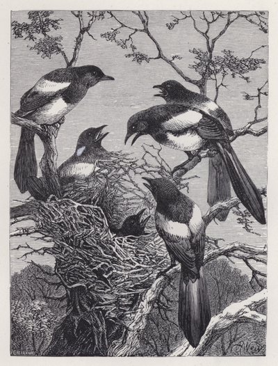 Magpies og deres rede (gravering) af Harrison William Weir