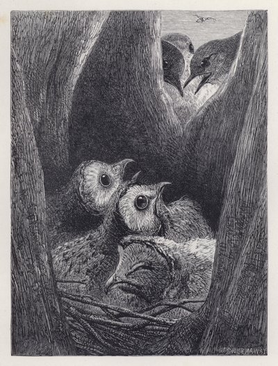 De unge uglers reden (gravering) af Harrison William Weir