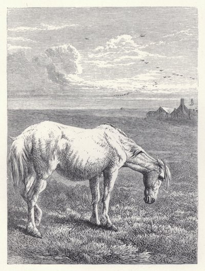 Den gamle hest (gravering) af Harrison William Weir