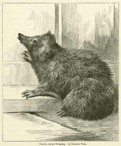 Timothy, vores kæledyr Pindsvin af Harrison William Weir