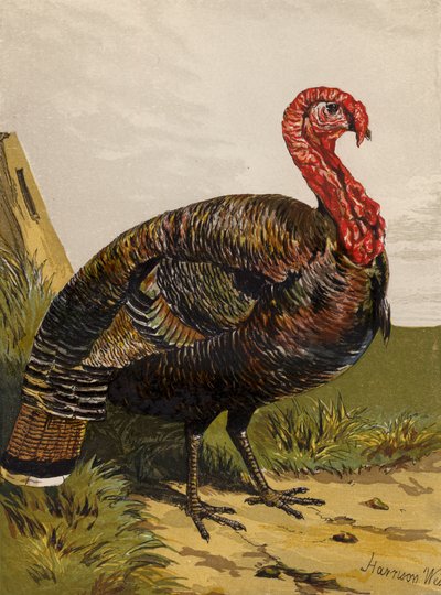 Tyrkiet (chromolitho) af Harrison William Weir