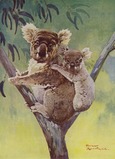 Koalabjørn og joey i et eukalyptustræ, Australien (farve litho) af Harry Rountree