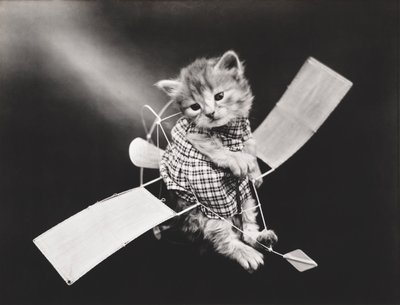 Serien Kitties: Pilot Flying Plane, ca. 1914 (sølvtryk) af Harry Whittier Frees