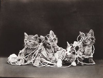 Serien Kitties: Tangled in Yarn, ca. 1914 (sølvtryk) af Harry Whittier Frees