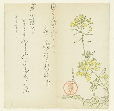 Blomster af Hasegawa Settan