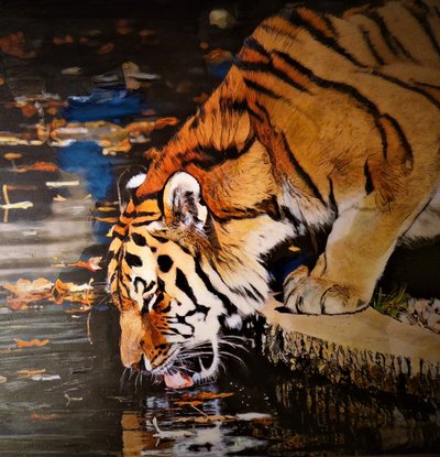 Tiger af HaskellArt
