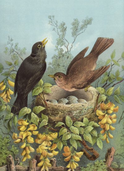 Blackbird (chromolitho) af Hector Giacomelli