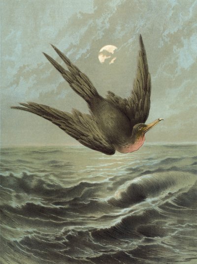 Fregatfugl (chromolitho) af Hector Giacomelli