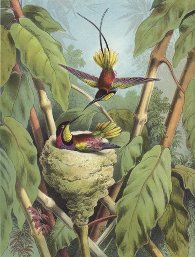 Hummingbird (chromolitho) af Hector Giacomelli