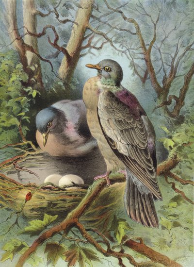 Ringdue (chromolitho) af Hector Giacomelli