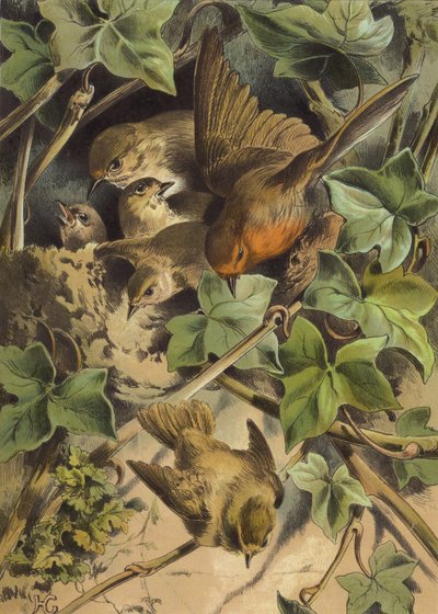 Robin, forlader reden (chromolitho) af Hector Giacomelli