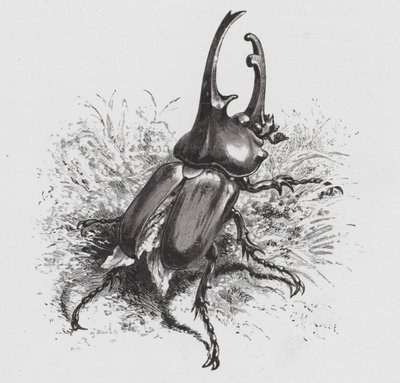 Insektet: Beetle (gravering) af Hector Giacomelli