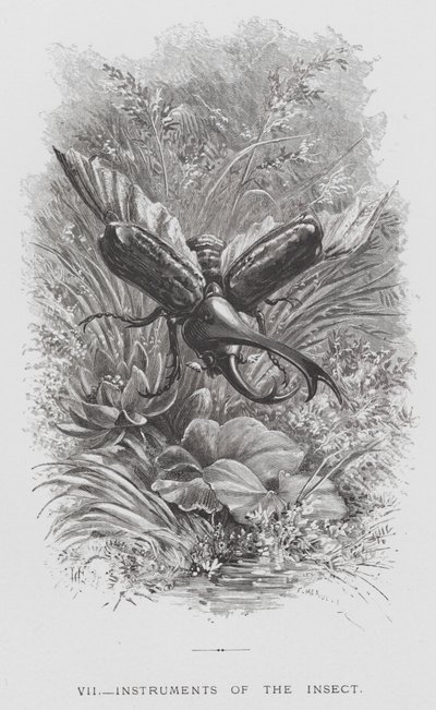 Insektet: Insektets instrumenter (gravering) af Hector Giacomelli