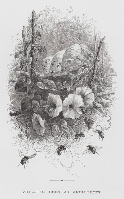 Insektet: Bierne som arkitekter (gravering) af Hector Giacomelli